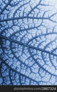 Leaf texture toned in blue