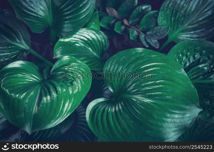 Leaf tropical foliage nature dark green background