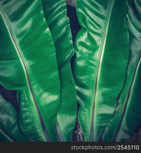 Leaf tropical palm foliage nature dark green background