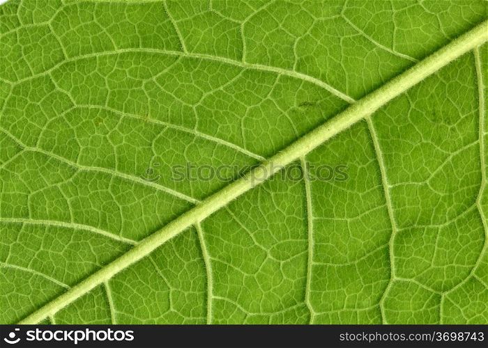 Leaf veins close up, high resolution, natural as it is