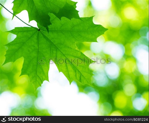 Leaf with bokeh background
