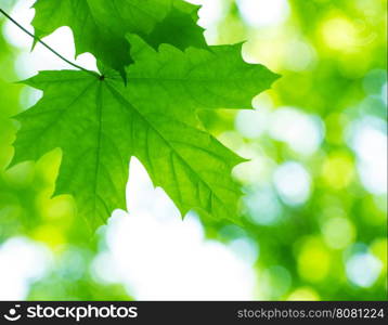 Leaf with bokeh background