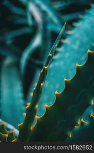 Leaf with green thorns of an aloe vera in nature
