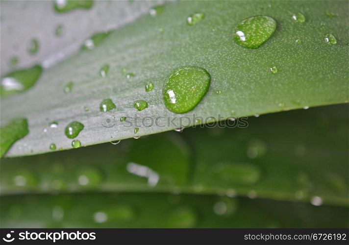 Leaf with rain droplets