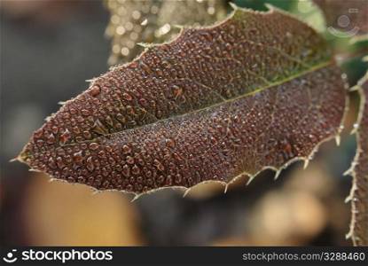 leaf with water drops. nature