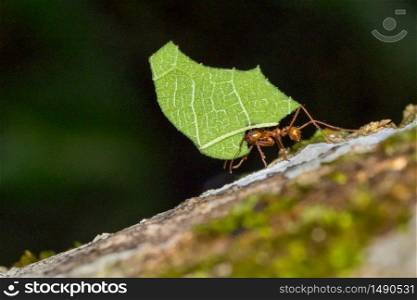 Leafcutter Ant, Tropical Rainforest, Marino Ballena National Park, Uvita de Osa, Puntarenas, Costa Rica, Central America, America