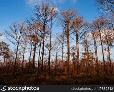 Leafles tree in winter forest. Thailand winter season nature landscape under afternoon sun at Phu Kradueng National park, Loei - Thailand