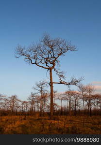 Leafles tree in winter forest. Thailand winter season nature landscape under afternoon sun at Phu Kradueng National park, Loei - Thailand