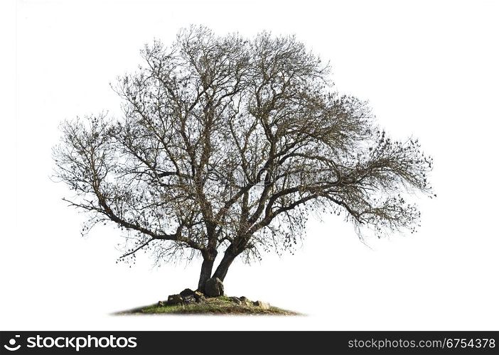 Leafless ash-tree (Fraxinus excelsior) in the winter season isolated on white