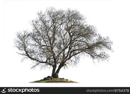 Leafless ash-tree (Fraxinus excelsior) in the winter season isolated on white