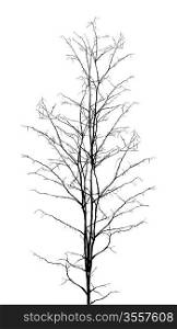 Leafless dry tree silhouette on white background
