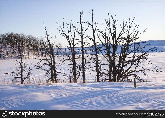 Leafless snow covered trees in winter.