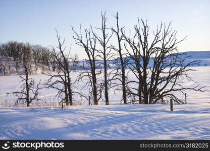 Leafless snow covered trees in winter.