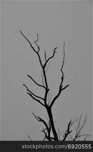 Leafless tree branches silhouette and gray sky on dark winter day.