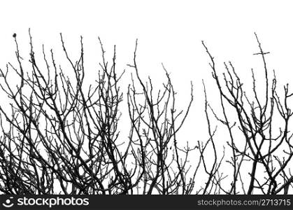 Leafless tree branches silhouette background. Black and white.