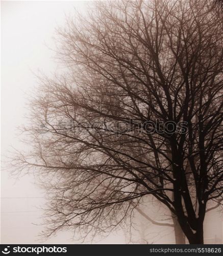 Leafless tree in fog. Foggy winter scene of single leafless tree in fog