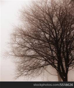 Leafless tree in fog. Foggy winter scene of single leafless tree in fog