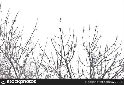 leafless tree isolated on white background