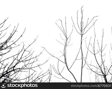 leafless tree isolated on white background