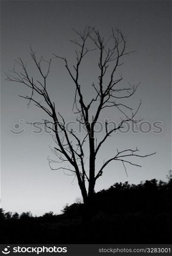 Leafless tree silhouetted against dark sky.