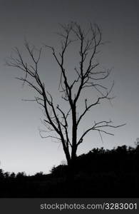 Leafless tree silhouetted against dark sky.