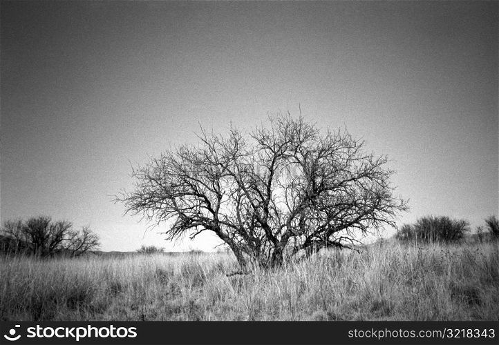 Leafless Tree Standing In Field