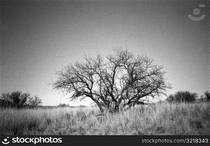 Leafless Tree Standing In Field