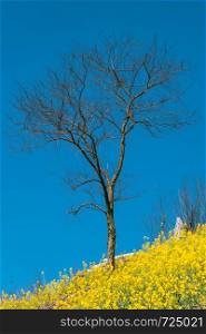 Leafless tree with Rapeseed flowers at Snail farm Luositian Field in Luoping County, China