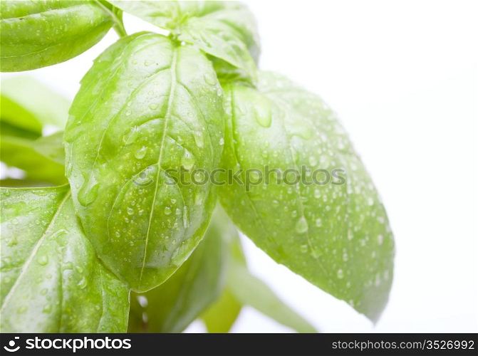 Leafs of Green Fresh Basil on White Background