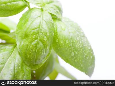 Leafs of Green Fresh Basil on White Background