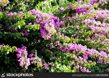 Leafy bougainvillea plant with pink flowers