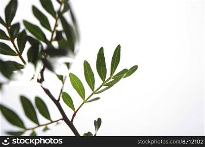 Leafy branch
