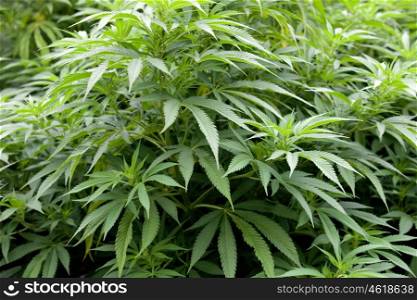 Leafy plant marijuana close up with green and large leaves