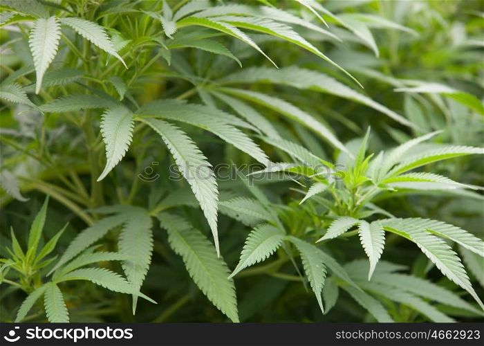 Leafy plant marijuana close up with green and large leaves