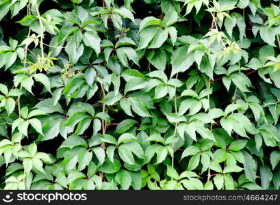 Leafy plant with green leaves for wallpaper
