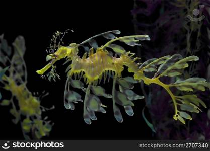 Leafy sea dragon photographed in Indonesia, 2009. Yellow Sea dragon
