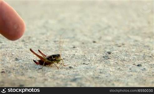 leaping grasshopper