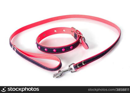 leash and collar in front of white background