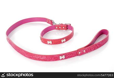 leash and collar in front of white background