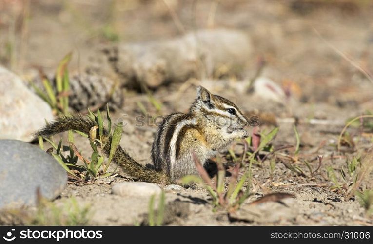 Least chipmunk on dirt with grass