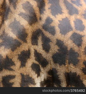 leather skin of giraffe as textured