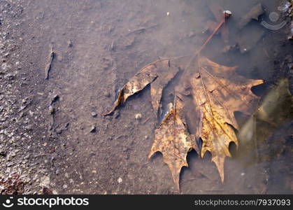 Leave in a puddle closeup view angle .