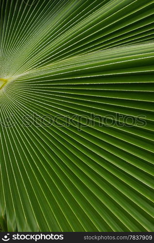 Leave of a palm tree, Caribbean