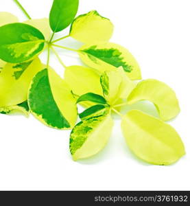 Leave of the Schefflera arboricola, Dwarf Umbrella Tree, isolated on a white background