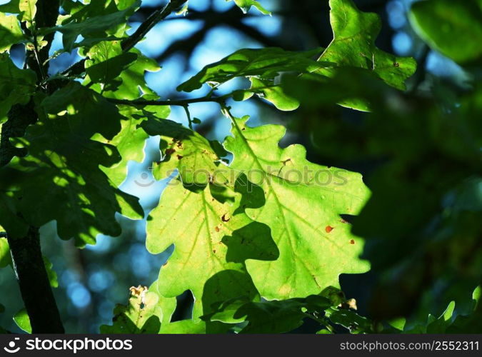 Leaves