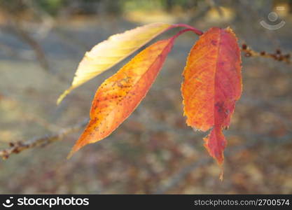 Leaves