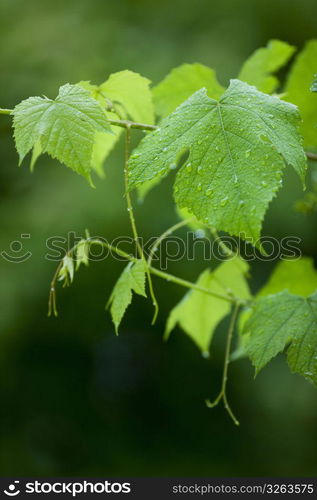 Leaves