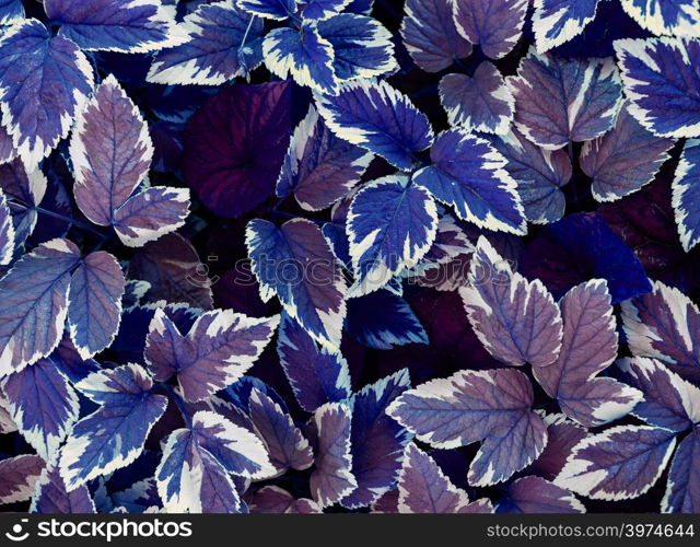 leaves aegopodium podagraria, top view, full frame