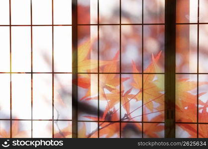 leaves against a window