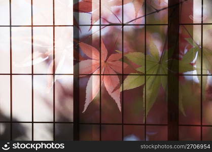 leaves against a window